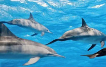 The Magic Merman Snorkel Charters3