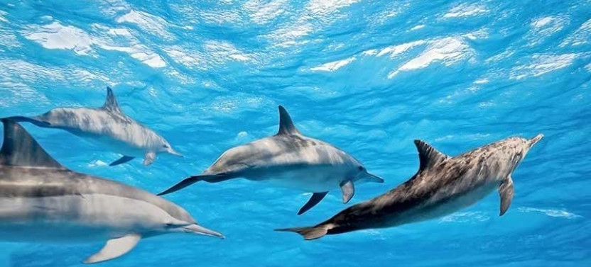 Personalized Snorkeling Adventure Private Charter
