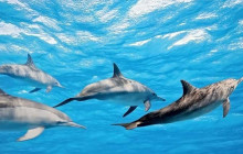 The Magic Merman Snorkel Charters4