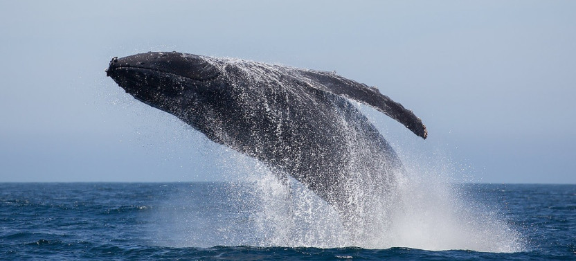 Private Whale Watch with Naturalist