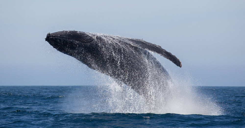 Private Group Whale Watch
