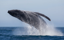 The Magic Merman Snorkel Charters5