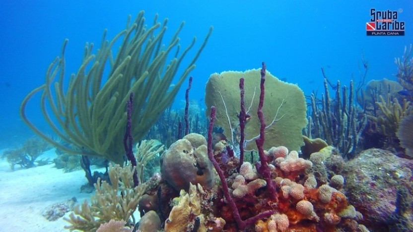 2 Tank Dive in Punta Cana