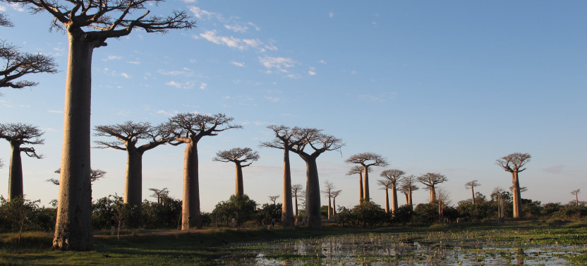 14- Day: Discover the Unique in Madagascar - Lemurs, Baobabs, and Tsingy