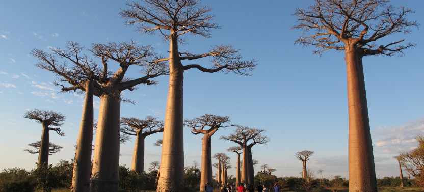 14- Day: Discover the Unique in Madagascar - Lemurs, Baobabs, and Tsingy