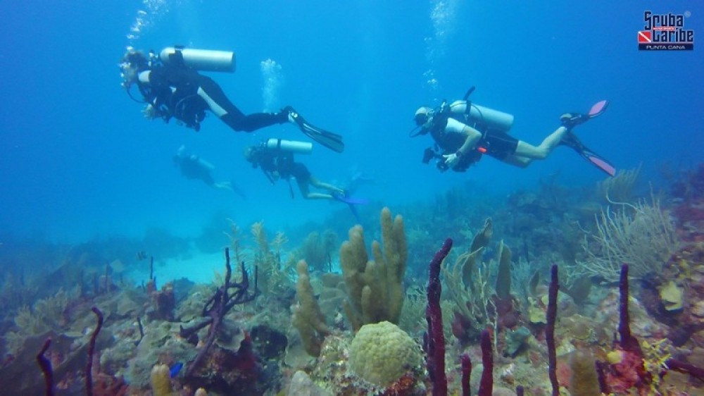 PADI Open Water Diver in Punta Cana Punta Cana Project Expedition