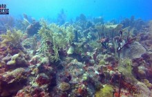 PADI Open Water Diver in Punta Cana