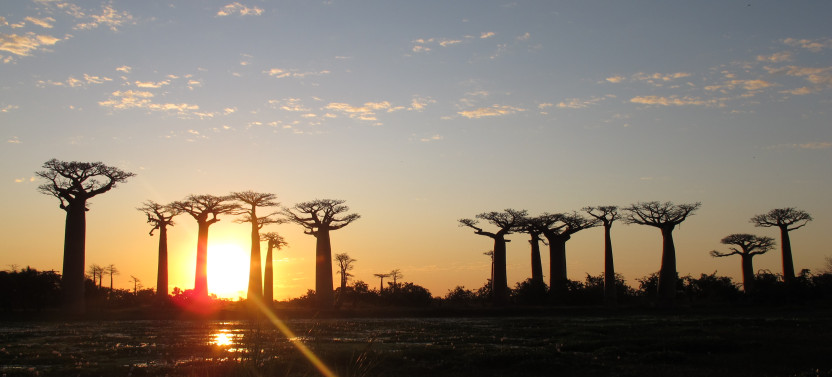14- Day: Discover the Unique in Madagascar - Lemurs, Baobabs, and Tsingy