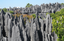 FOSA TRAVEL1