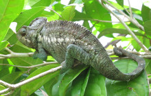 FOSA TRAVEL23