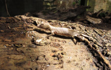 FOSA TRAVEL24