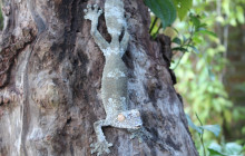 FOSA TRAVEL27