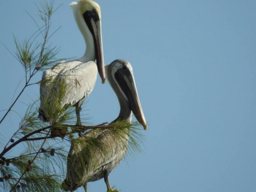 Birding Half Day