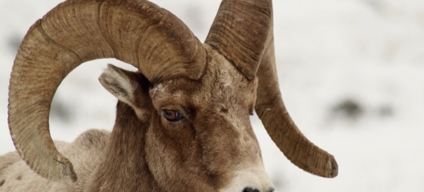 Grand Teton: Private Full Day Winter Tour