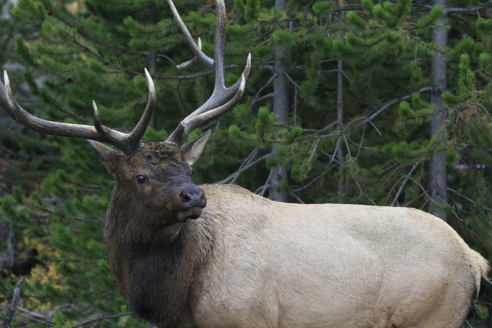 Grand Teton: Private Sunrise Winter Tour