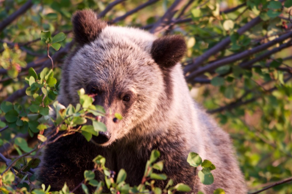 Private Grand Teton Winter Wildlife Sunset Tour