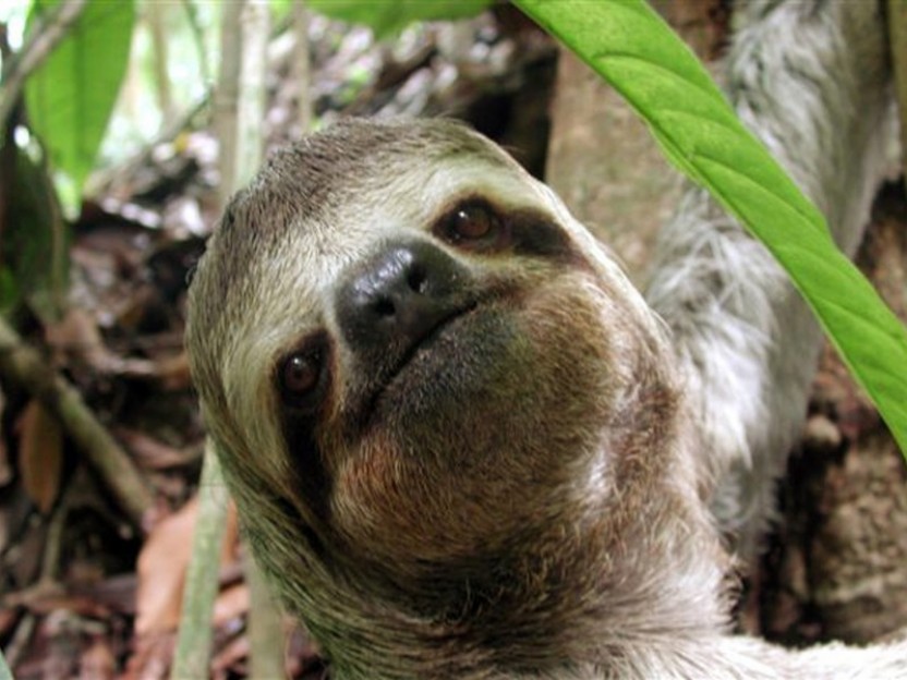 Manuel Antonio National Park guided tour