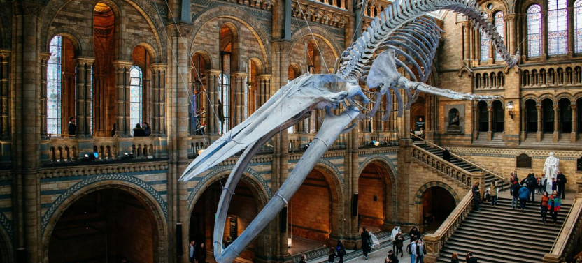 London: Natural History Museum Reserved Entry & Audio Guide