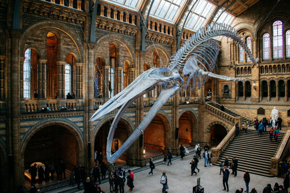London: Natural History Museum Reserved Entry & Audio Guide
