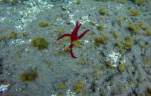 OceanEye Azores11