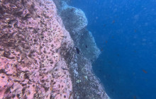 OceanEye Azores13