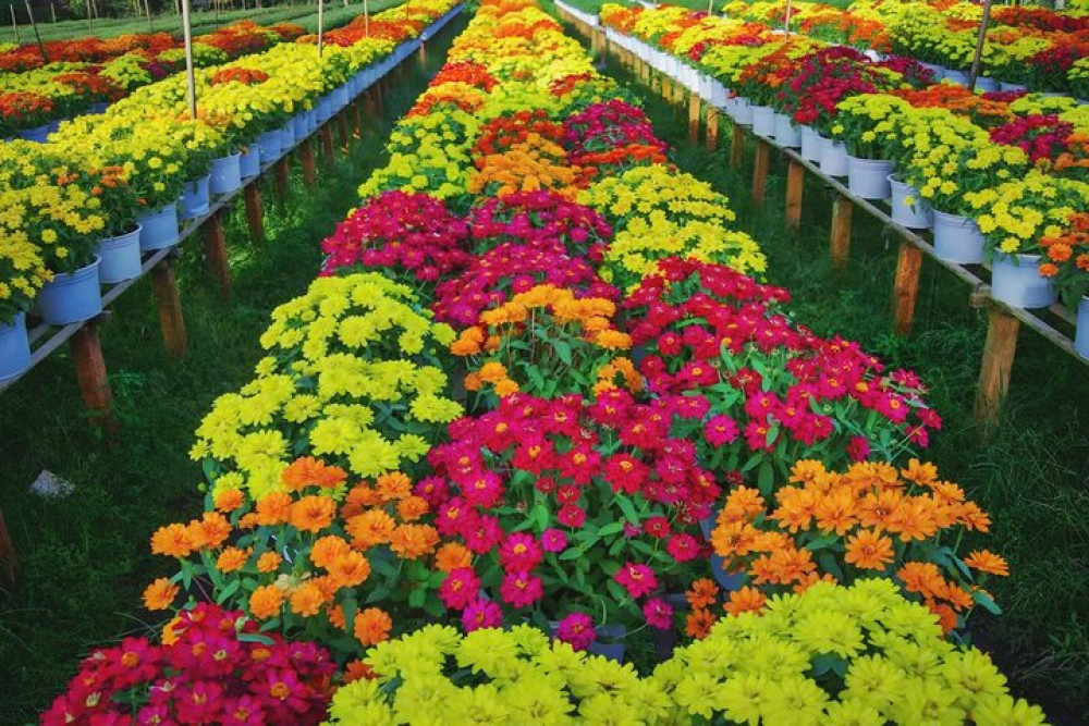 Private 2 Day Tour of Sa Dec Village and Tram Chim National Park