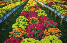 THE SUN CONSTRUCTION AND TOURIST SERVICE CO., LTD1