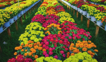 A picture of Private 2 Day Tour of Sa Dec Village and Tram Chim National Park