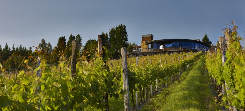 Getaria Txakoli wine tour from San Sebastian