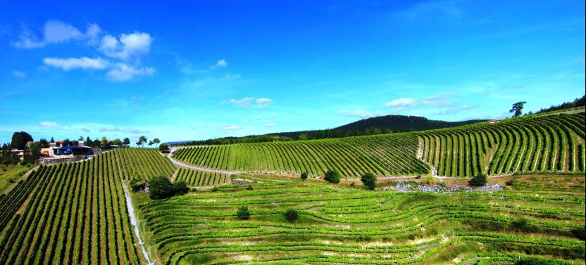 Getaria Txakoli wine tour from San Sebastian