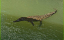 Ellis Tours & Transfers Jamaica3