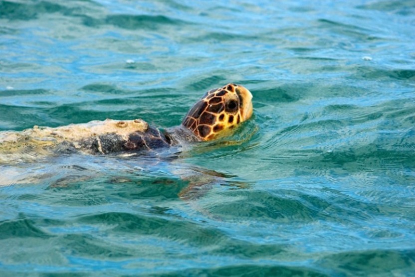 Sian Ka'an Biodiversity Adventure with Transportation and Lunch