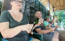 Ellis Tours & Transfers Jamaica5
