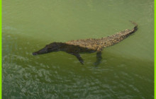 Ellis Tours & Transfers Jamaica13