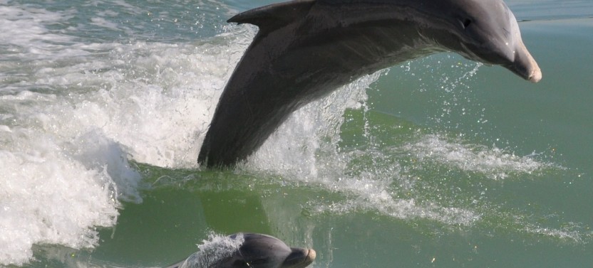 Afternoon Dolphin and Wildlife Beach Tour