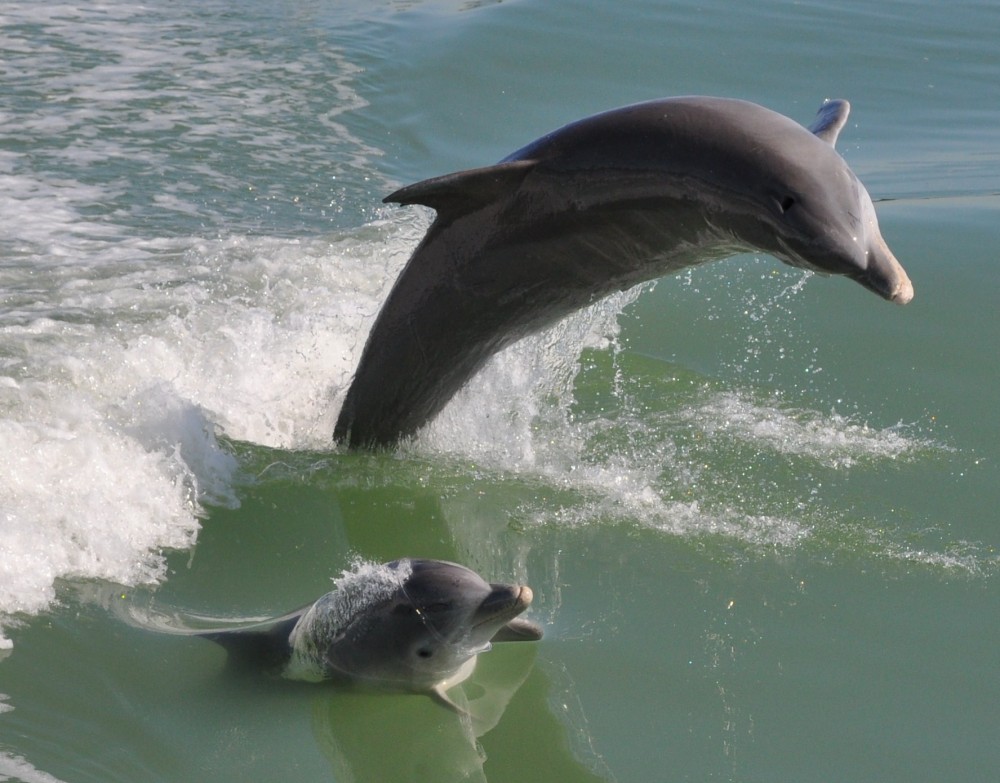 Afternoon Dolphin and Wildlife Beach Tour