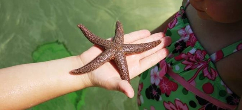 Coastal Sealife, Shelling, and Dolphin Cruise