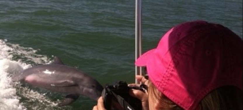 Coastal Sealife, Shelling, and Dolphin Cruise