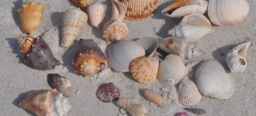 Coastal Sealife, Shelling, and Dolphin Cruise