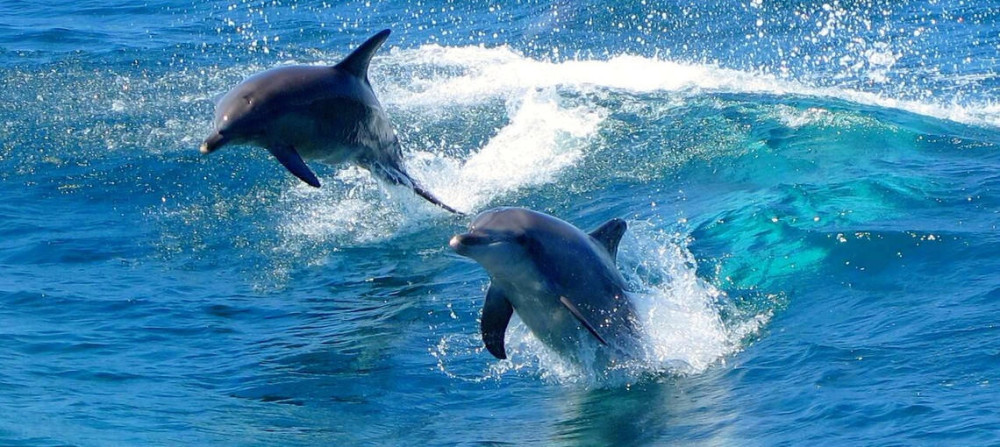 Port Stephens Experience