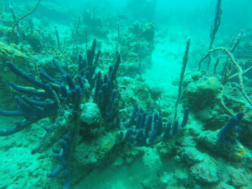 Shashe - 2 Dives
