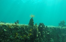 Bocas Dive Center