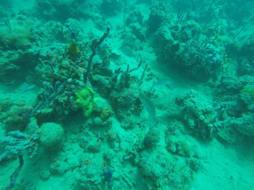 Coral Garden : 2 Dives