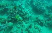 Coral Garden : 2 Dives