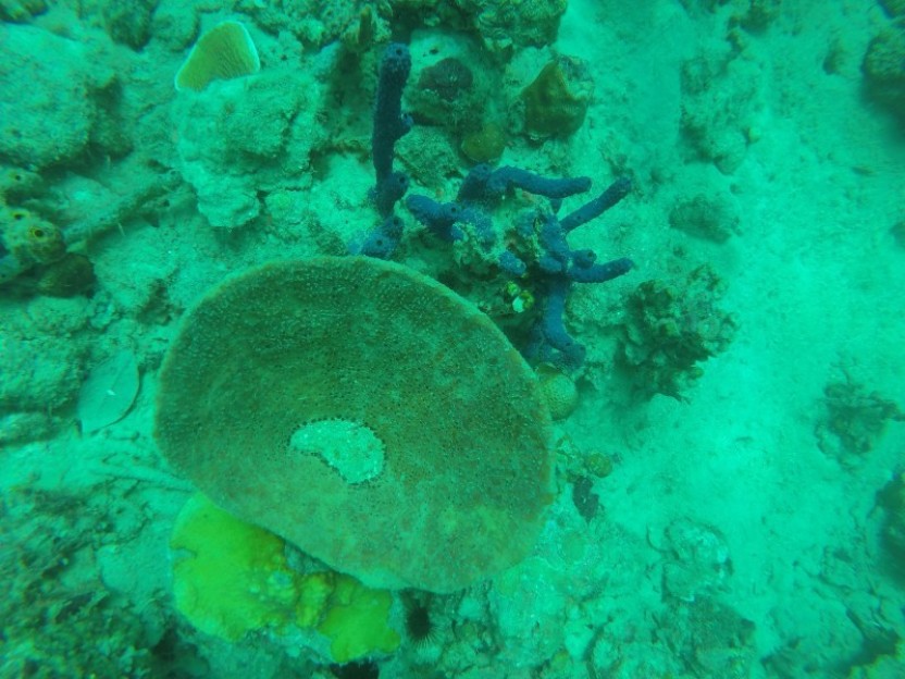 Manuel's Wall: 2 Dives
