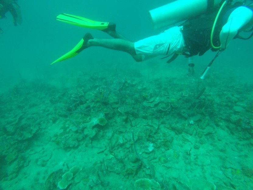 Polo Beach: 2 Dives