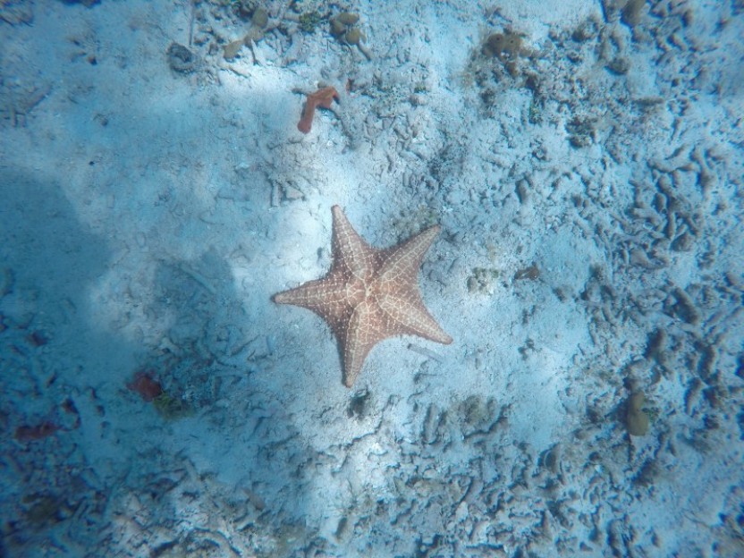 Punta Caracol: 2 Dives