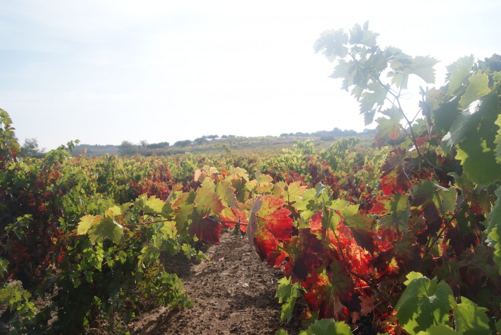 La Rioja Winery Visit + Tasting & Traditional Lunch from Logroño