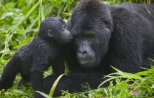 4 Days Gorilla Tracking Rwanda