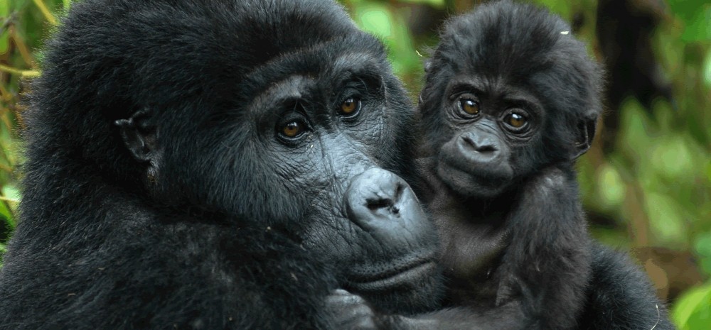 4 Days Gorilla Tracking Rwanda